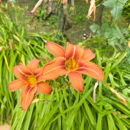 Casa Kendra Montegrotto Terme